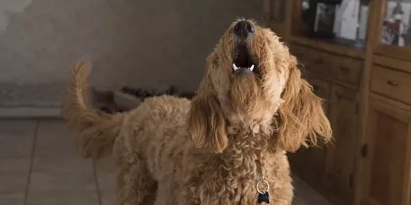 Dog Won’t Stop Whining Even with Me: Causes, Solutions, and Tips