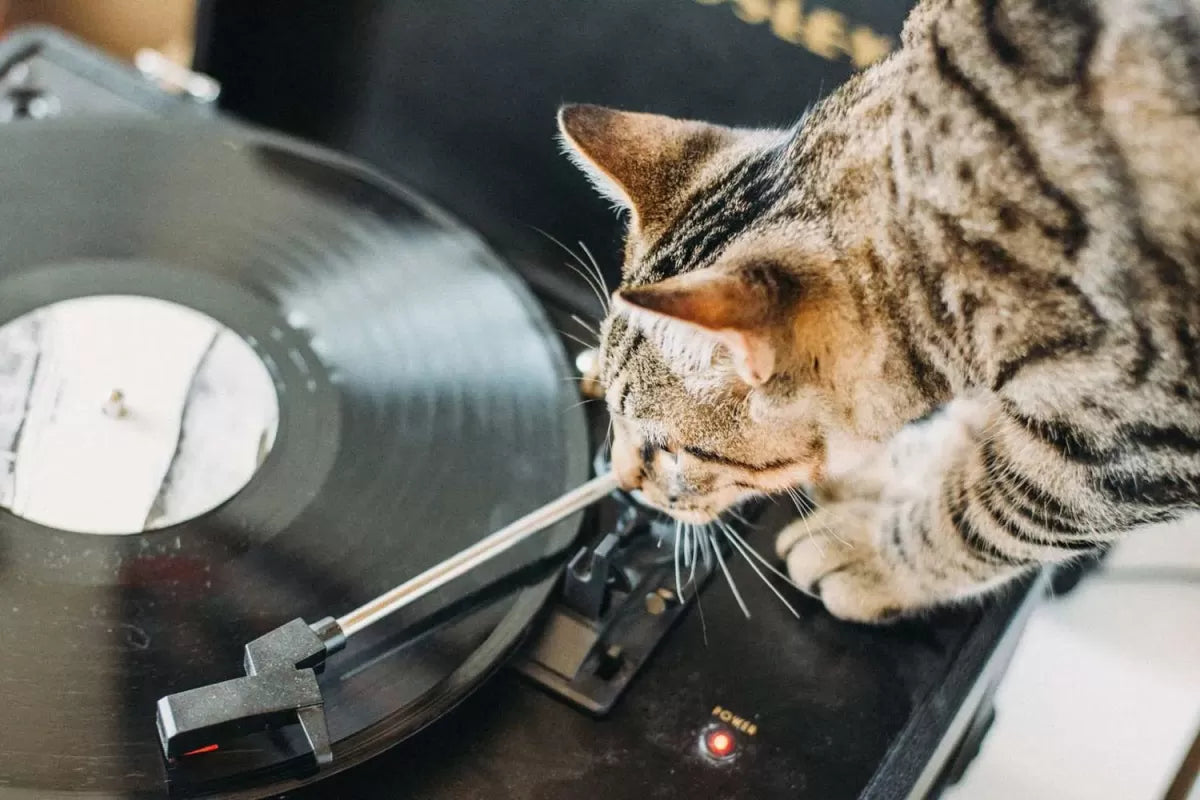 Harmonizing with Feline Tunes: Do Cats Like Music