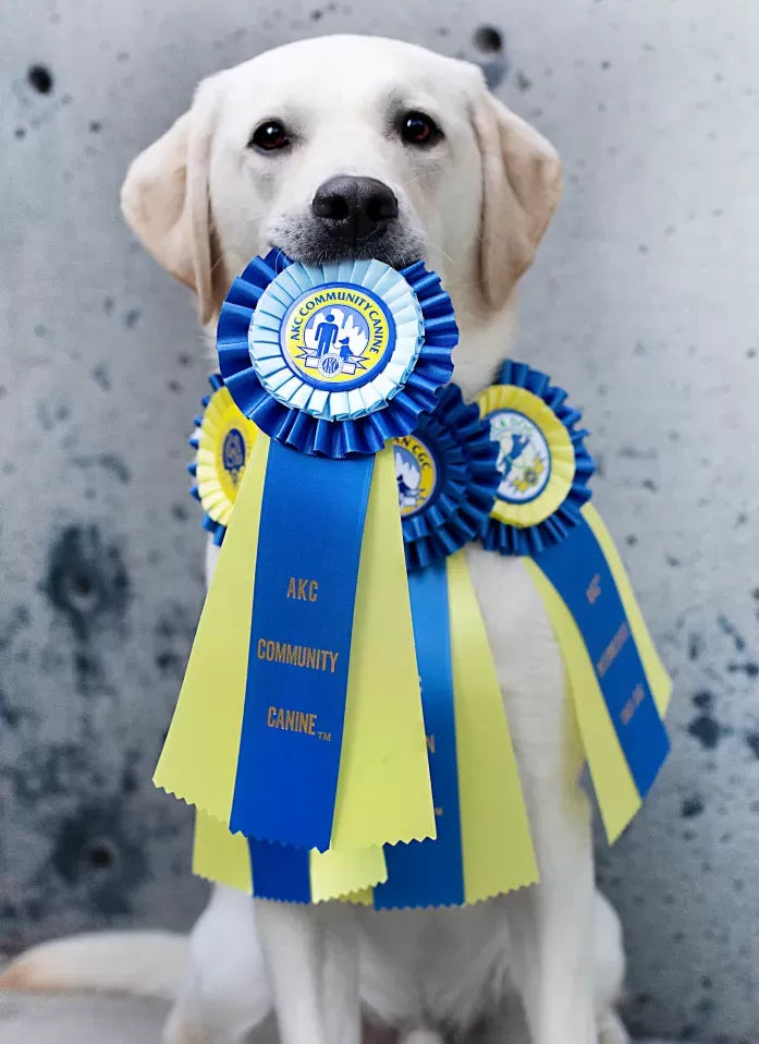 The Canine Good Citizen Test: Everything You Need to Know