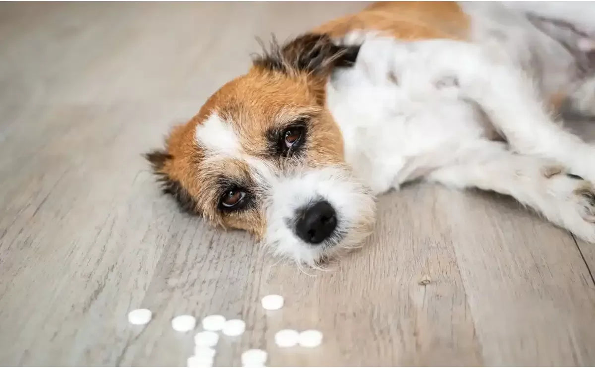 Unveiling Sick Dog Symptoms and Care