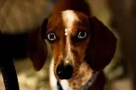 Dogs Eyes Dilated: Causes and Concerns