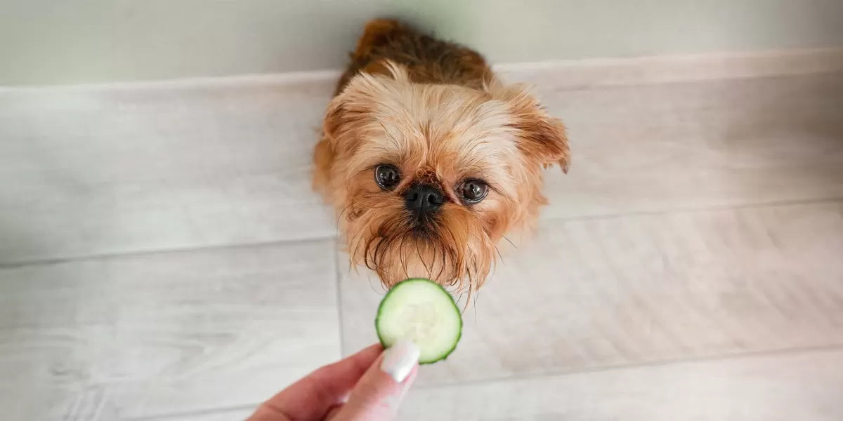Can Dogs Eat Cucumbers