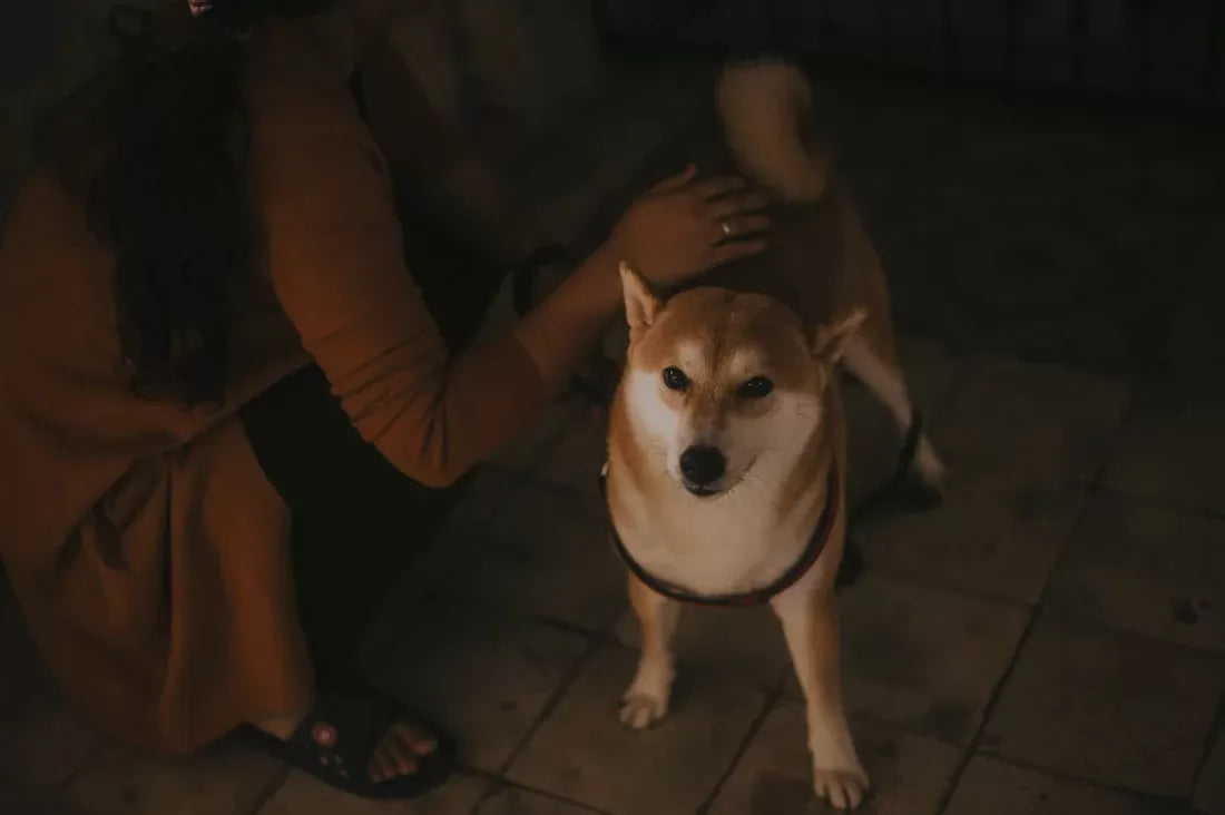 My Dog Keeps Getting Up And Moving Around: Causes and Solutions