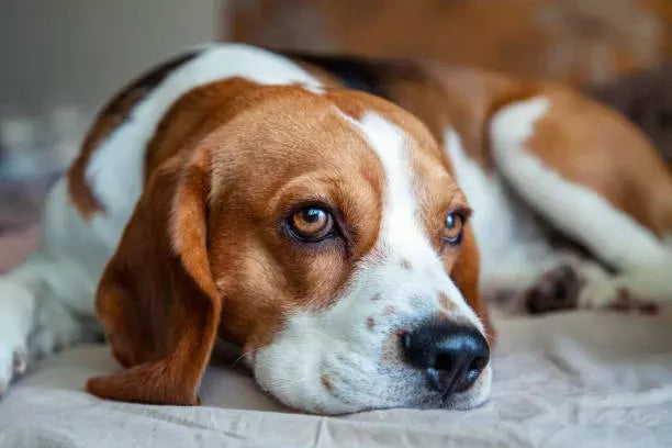 Can Dogs Get Food Poisoning