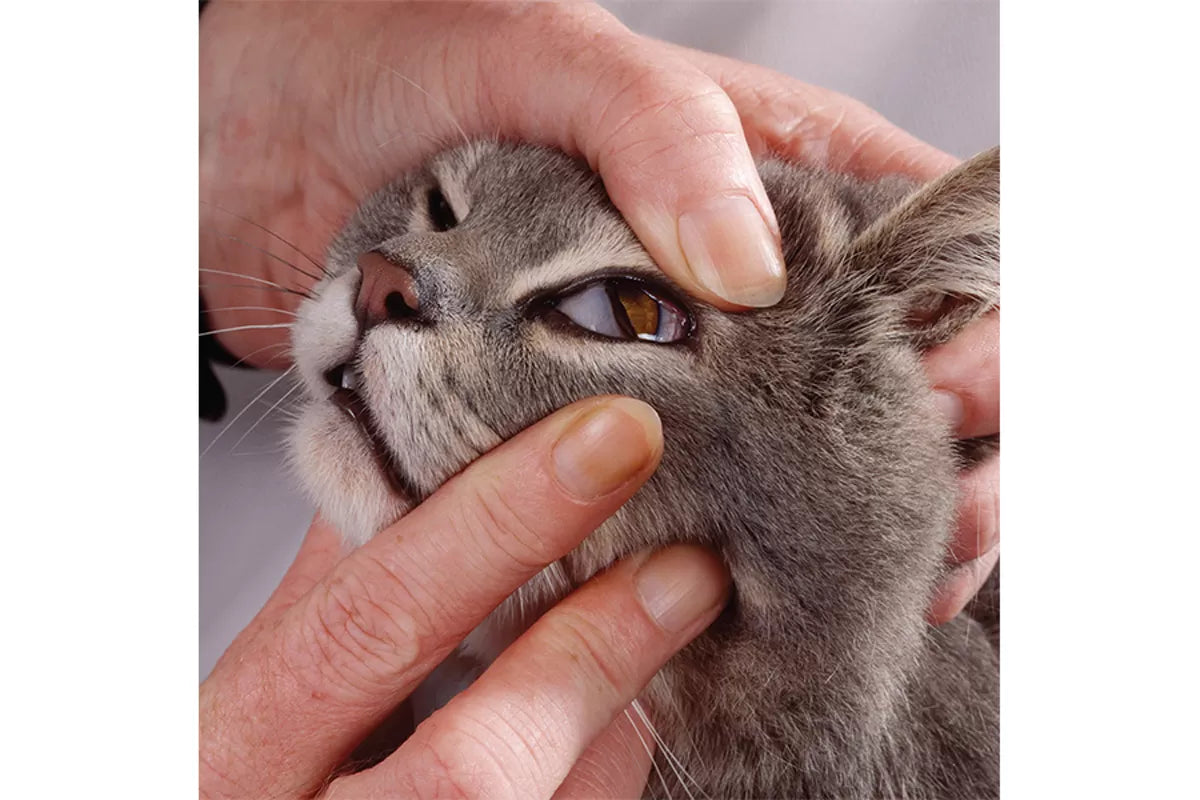 Cat Third Eyelid