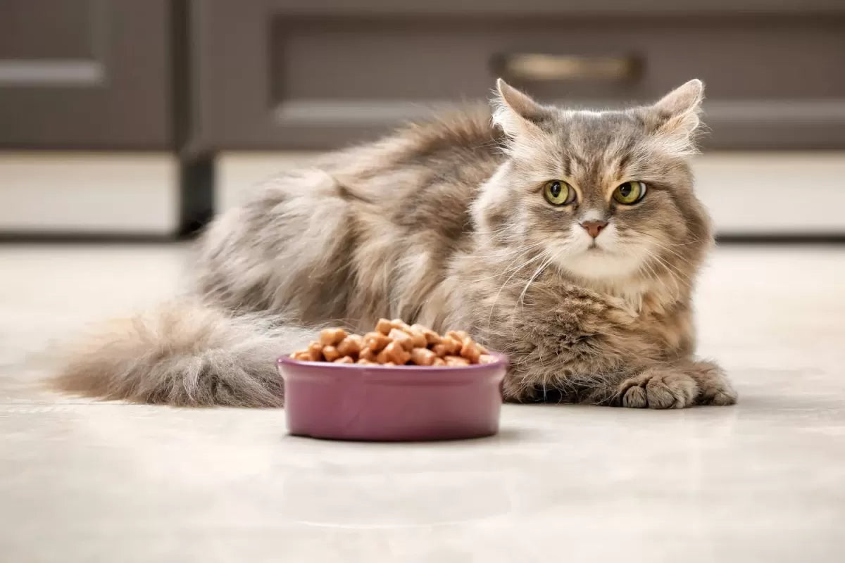 My Cat Not Eating After Move: Facts&Advice
