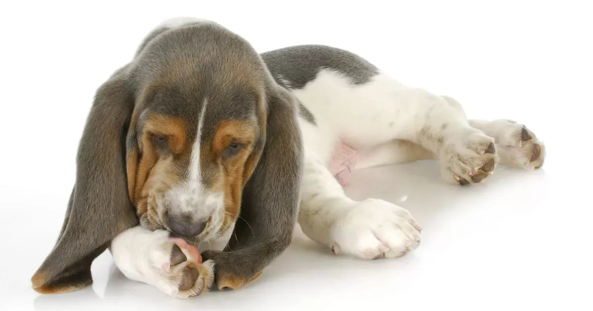 Pododermatitis Dog Paw: Causes, Symptoms, and Treatment