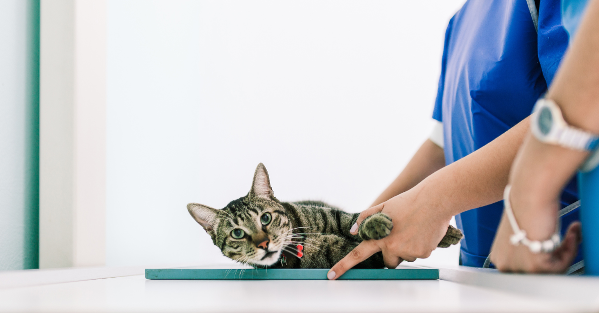 Difference Between Cat Scan And X-ray