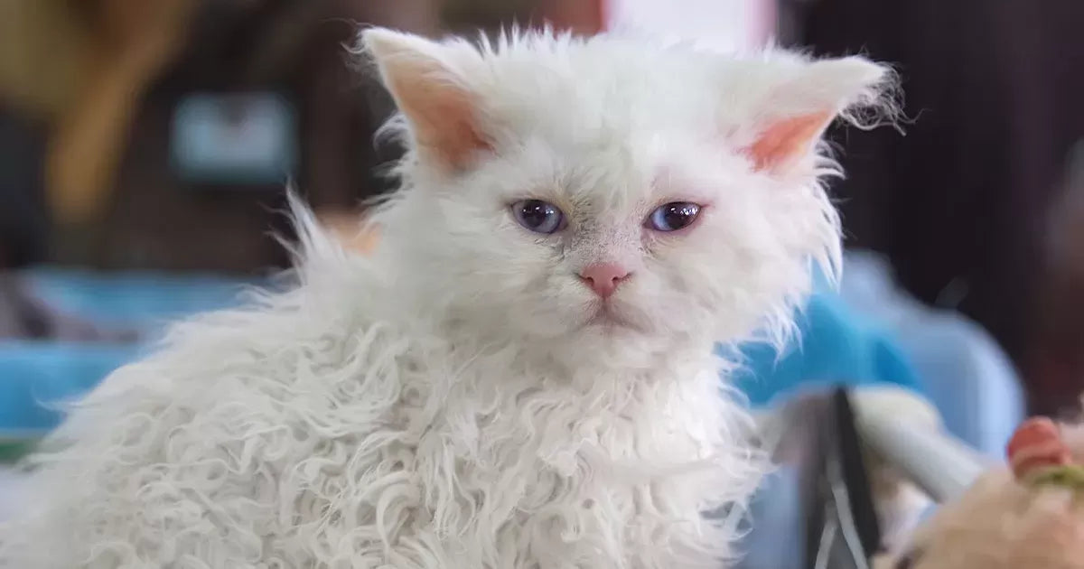 Cats with Wavy Hair: Breeds, Grooming, and Skin Care Guide