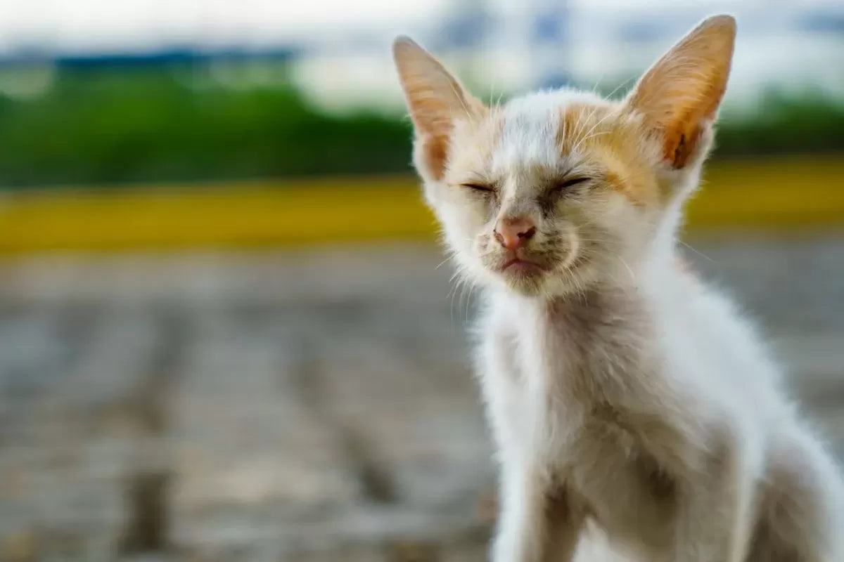 Kitten's Eye Is Crusted Shut​: What Should I Do