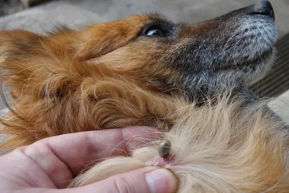 Tick-Borne Diseases In Dogs