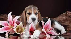 Are Lilies Toxic to Dogs