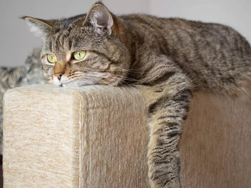 Feline Stress Hyperglycemia