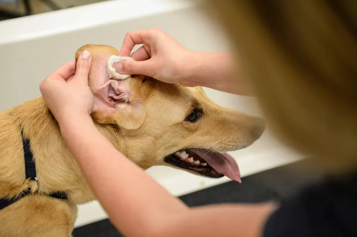 Dog Ear Wax Color Chart