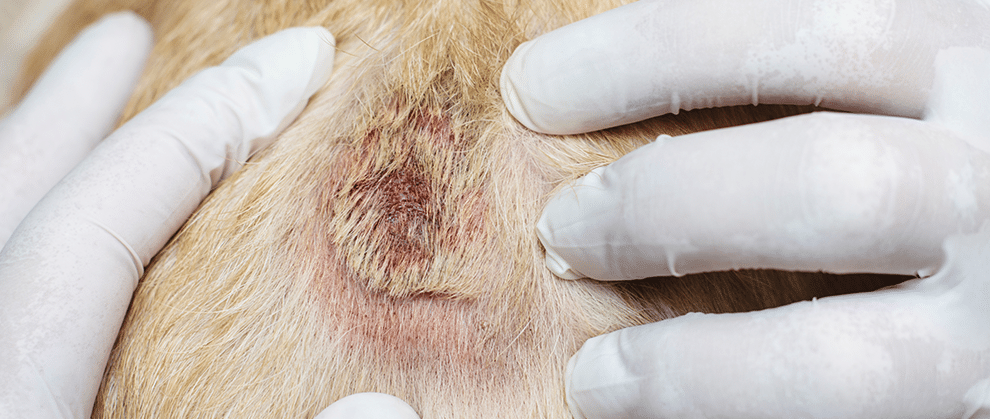 Crusty Dog Skin Conditions