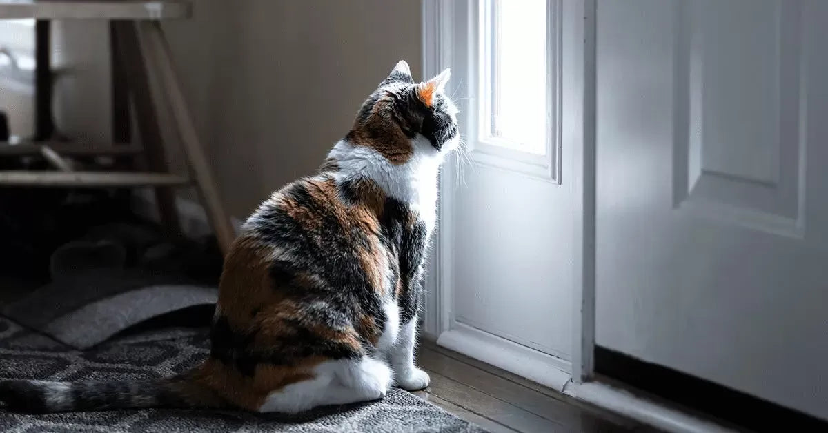Can I Leave My Cat Alone for 2 Days​