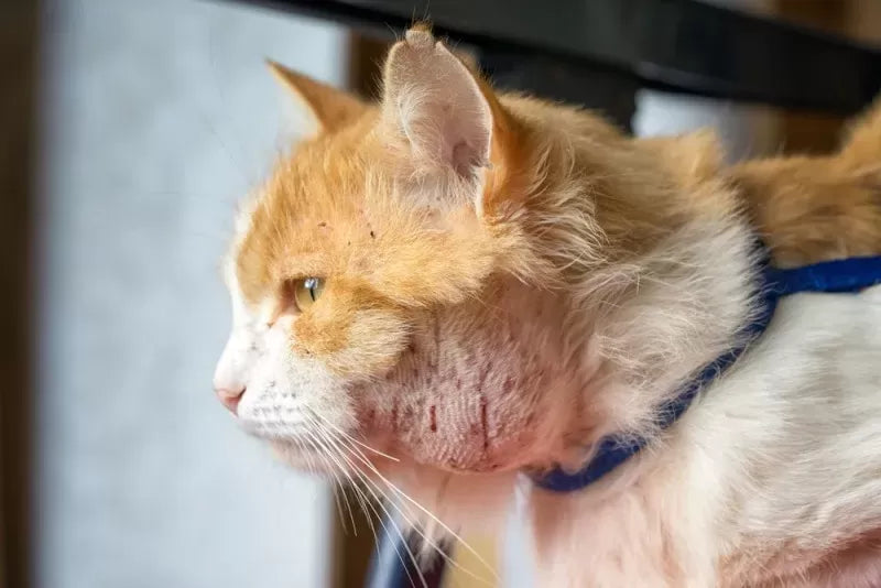 Understanding and Managing Cat Abscess: Causes, Symptoms, and Treatment