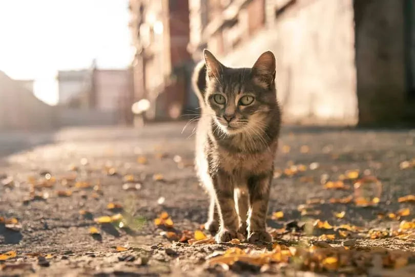 Pacing in Cats