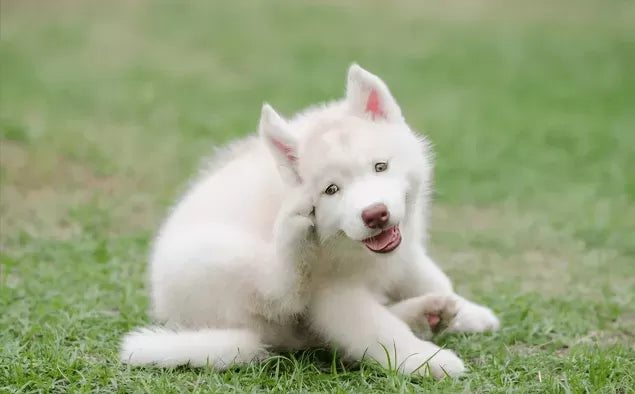Effective Solutions: How to Treat Itching in Dogs？