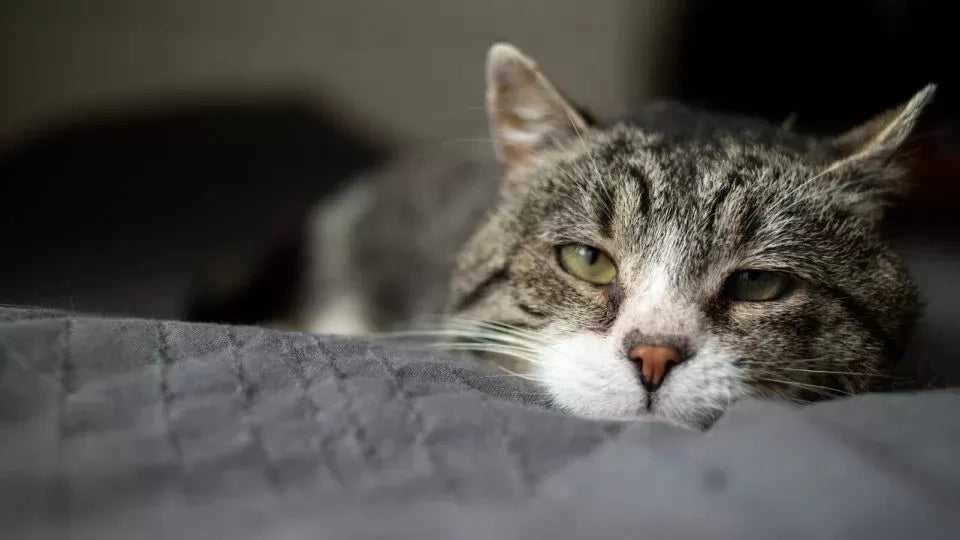 Elevated Bilirubin in Cats