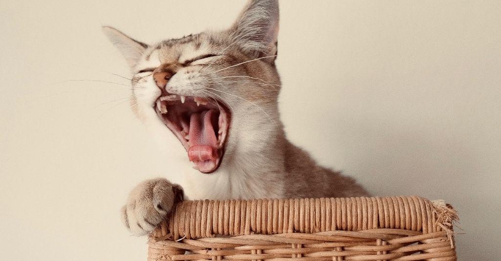 Cat Grinding Teeth