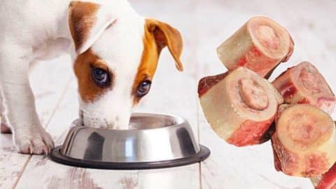 How to Make Bone Broth for Dogs