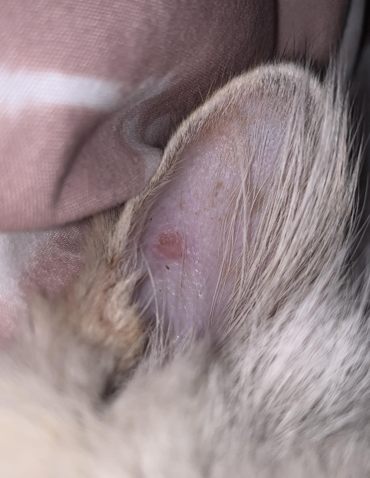 Exploring Bumps on Cats' Ears in Summer