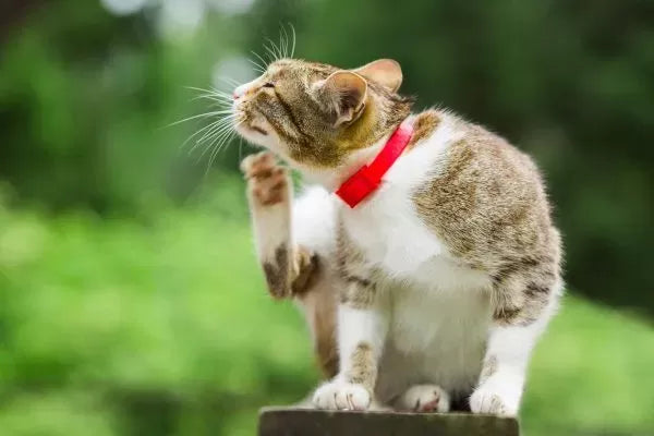 Do Flea Collars Work