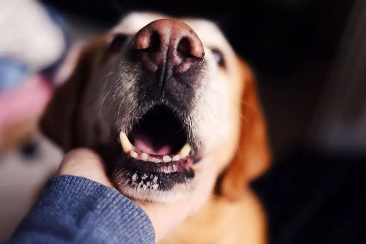 Comprehensive Guide on Improving Your Dog's Breath: Tips, Tricks, and Remedies