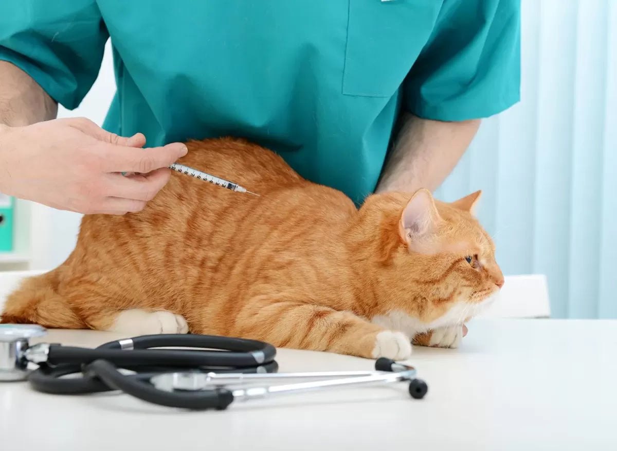 Understanding Diabetes in Cats: Causes, Symptoms, and Management