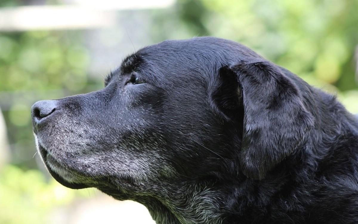 Life Expectancy of Dog with High Liver Enzymes