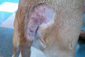 Heat Rash on Dogs