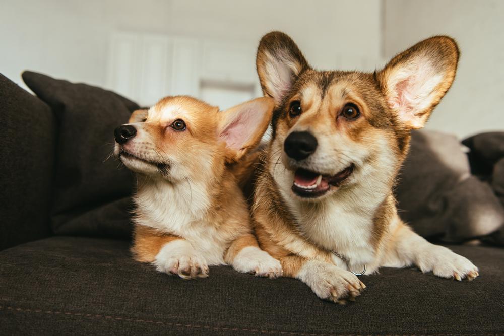 Degenerative Myelopathy In Dogs