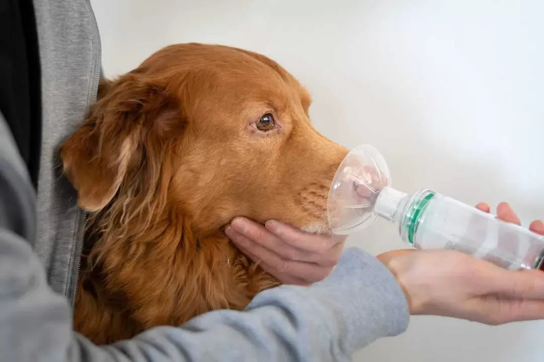 Aspiration Pneumonia in Dogs