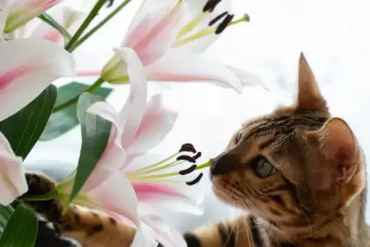 My Cat Ate A Lily And Nothing Happened