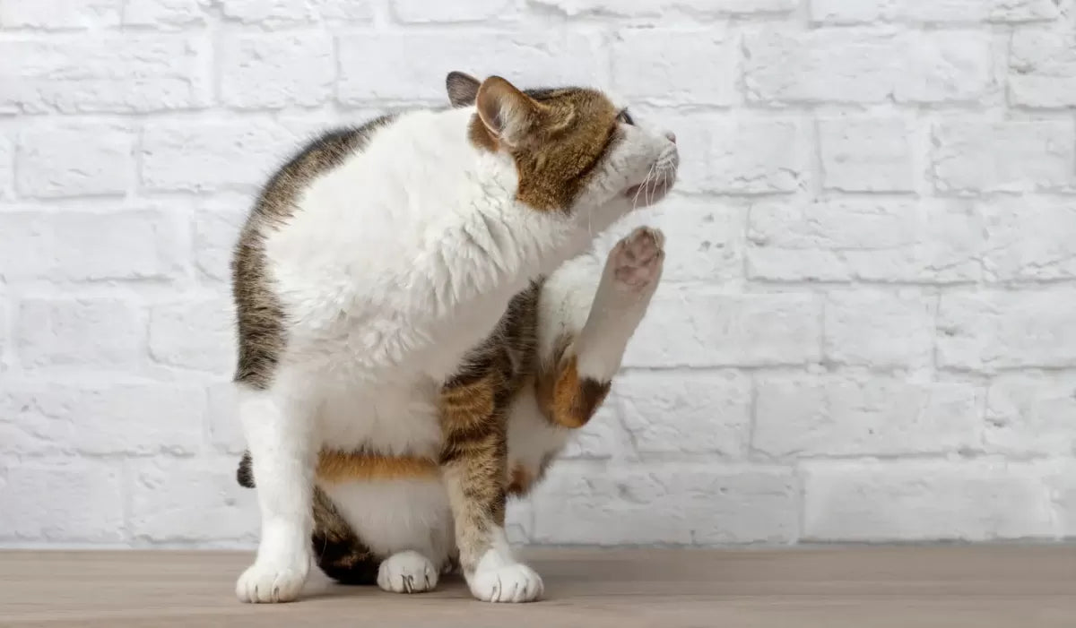 Cat Pruritus
