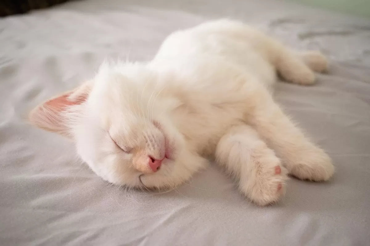 Signs Your New Cat Is Adjusting
