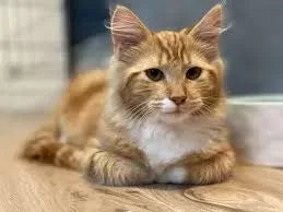 Wobblers Syndrome in Cats