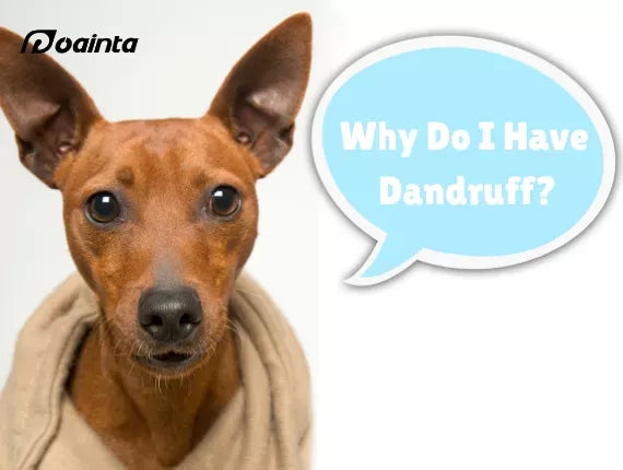 Why Does My Dog Have Dandruff?