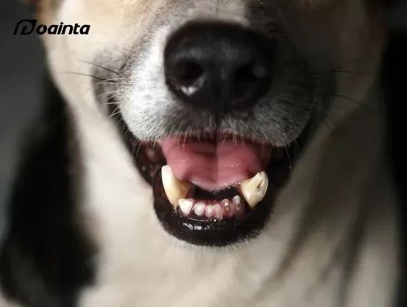 What if my pet has a gum disease?