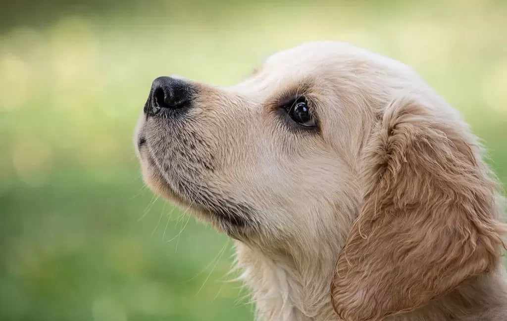 When Do Dogs Stop Growing: A Comprehensive Guide