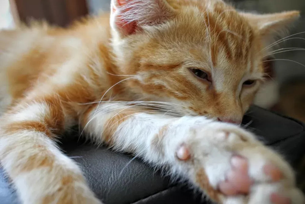 Cat Stroke: Symptoms and Treatment