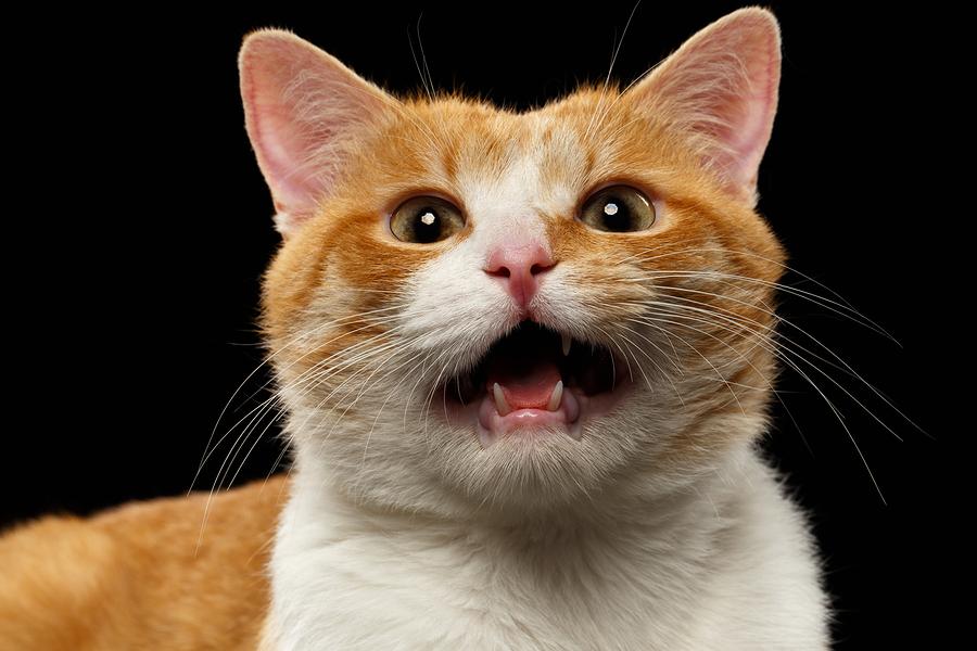 Why Do Cats Chirp