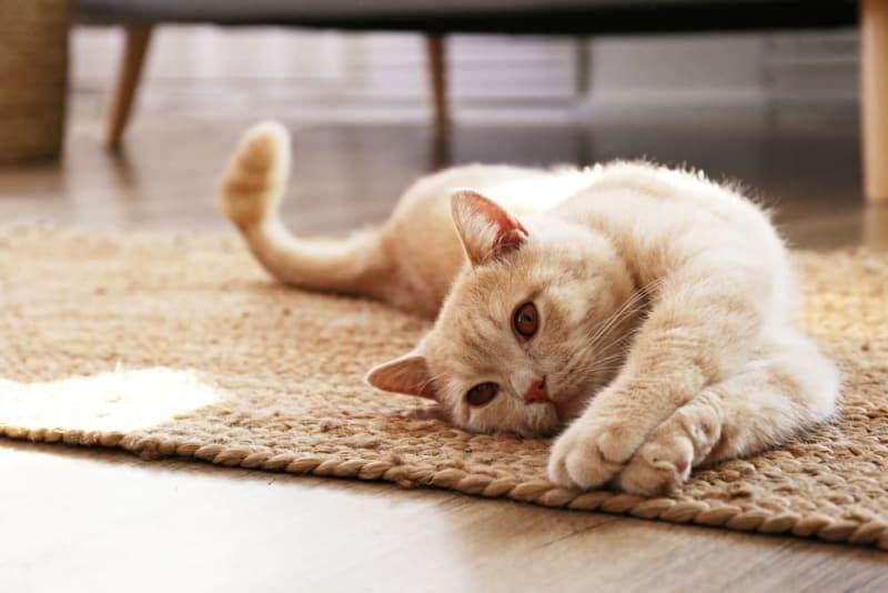 How to Heal An Open Wound On A Cat