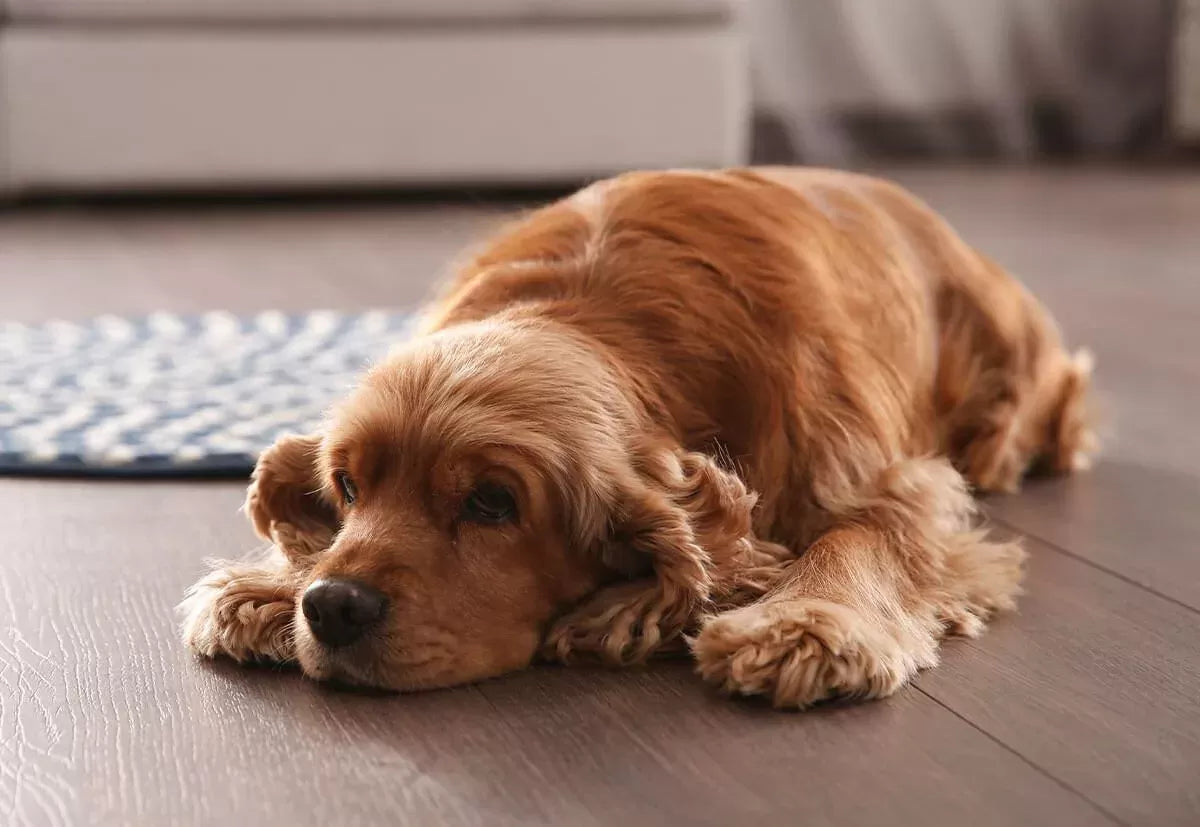 Pancreas Issues in Dogs​