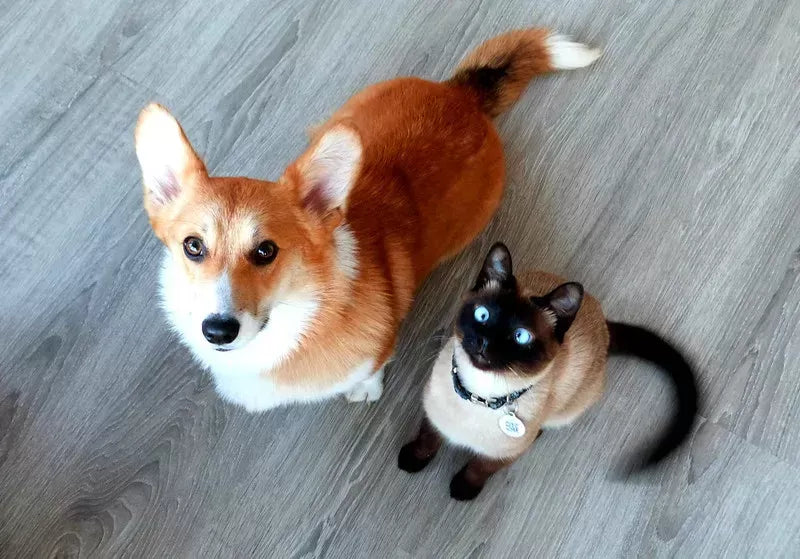 Do Siamese Get Along With Dogs