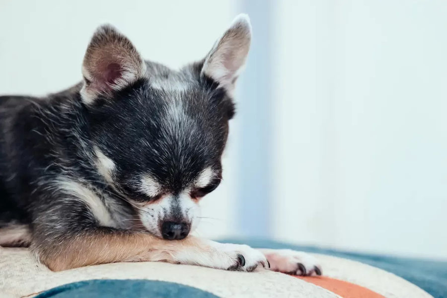 Preventing Hot Spots on Dogs: Skin Care Tips Every Owner Should Know