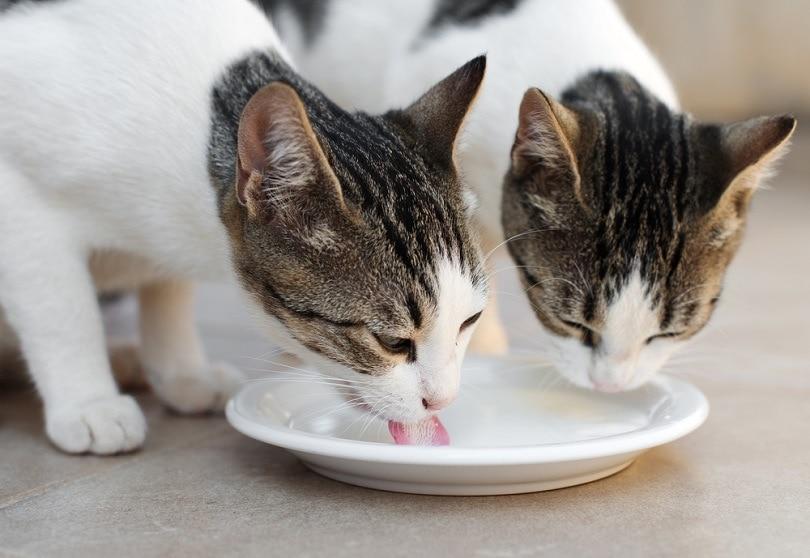 Can Cats Drink Lactose Free Cow Milk
