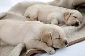Puppy Not Eating And Sleeping A Lot: Should I Be Worried?