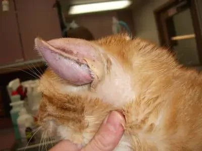 Understanding Cat Ear Hematoma